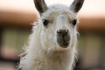 Fototapeta premium Close up portrait of a cute alpaca