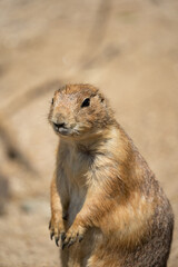 Close-up of a prairie dog in portrait
