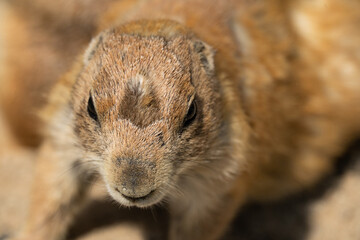 Close-up of a prairie dog in portrait