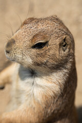 Close-up of a prairie dog in portrait