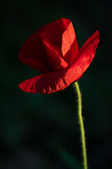 Red poppy flower on a black background