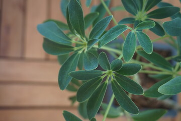 Schefflera leaves close-up, caring for indoor plants. backdrop
