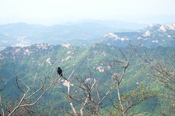 black raven sitting on the bare branches of tree with fur trees and green mountains at the background