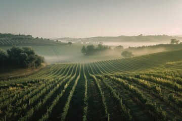 Misty Tuscan Countryside, Endless Fields, Olive Trees, Vineyards