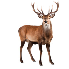 Standing portrait of a red deer, full body animal, isolated on transparent background