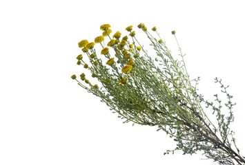 Santolina villosa plant with beautiful yellow flowers, isolated studio photo on white background, Woolly Cotton Lavender