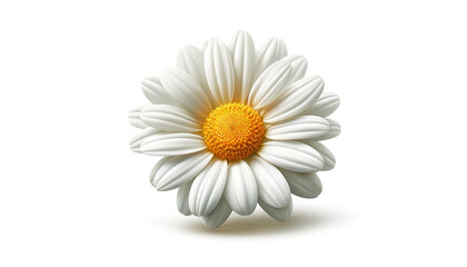 Daisy isolated on white background