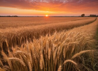 Obraz premium wheat field at sunset