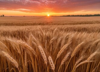 Obraz premium wheat field at sunset