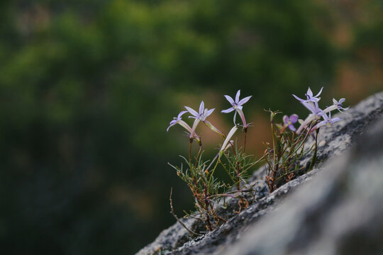Isotoma axillaris, Australian Harebell growing on rock in country Victoria