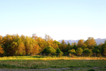 Mountain forest, illuminated by warm sunlight.