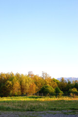Mountain forest, illuminated by warm sunlight.