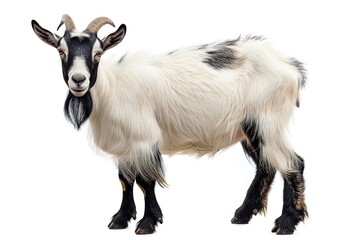 Fototapeta premium adult goat on a white background