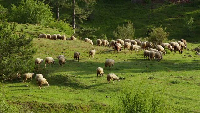 Sheep grazing freely in nature