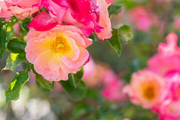 Closeup of the anther stamen and filament on a multicolored rose flower