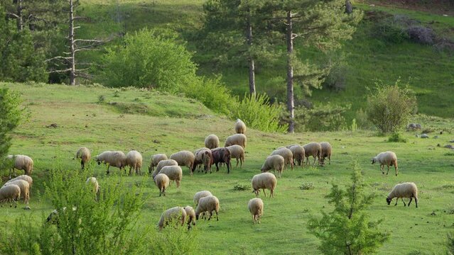 Sheep grazing freely in nature