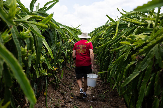 man walking between rows of dragonfruit plants on a farm