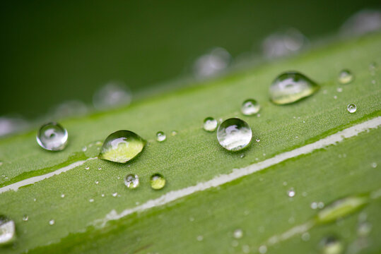 Raindrops on a green leaf - macro