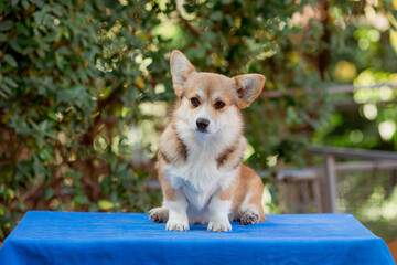 A beautiful cute Welsh corgi dog looks at the camera during a summer walk