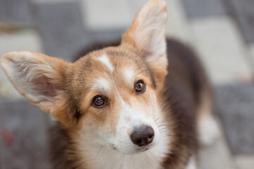 A beautiful cute Welsh corgi dog looks at the camera during a summer walk