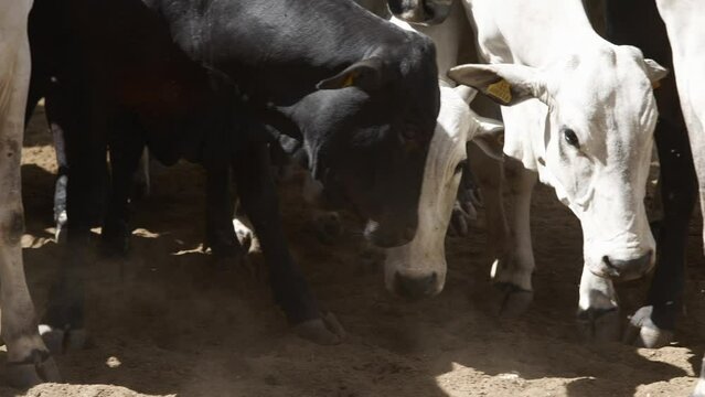 Cattle herd in confinement in Brazil