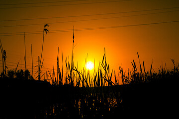 Beautiful orange sunset and silhouette of reeds