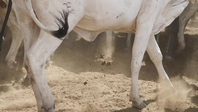 Cattle herd in confinement in Brazil