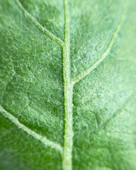 Green leaf texture close up