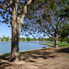 Inviting to relax shady cool trees at the shore of Kiwanis park lake, Tempe, Arizona 