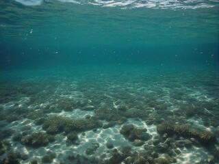 Obraz premium coral reef and sea