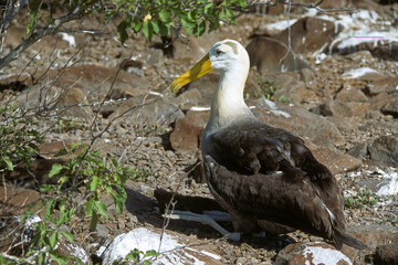 Albatros des Galapagos,.Phoebastria irrorata, Waved Albatross, Diomedea irrarata, Archipel des Galapagos