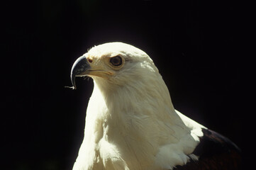 Pygargue vocifère, Pygargue vocifer, African Fish Eagle, Aigle pêcheur d'Afrique, Haliaeetus vocifer, Afrique