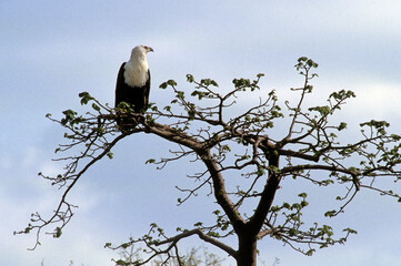 Pygargue vocifère, Pygargue vocifer, African Fish Eagle, Aigle pêcheur d'Afrique, Haliaeetus vocifer, Afrique