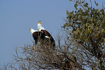 Pygargue vocifère, Pygargue vocifer, African Fish Eagle, Aigle pêcheur d'Afrique, Haliaeetus vocifer, Afrique