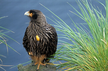 Caracara austral, Caracara de Forster,.Phalcoboenus australis, Striated Caracara, Johnny Rook, Iles Falkland, Malouines