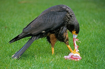 Caracara austral, Caracara de Forster,.Phalcoboenus australis, Striated Caracara, Johnny Rook, Iles...