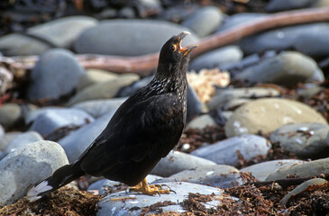 Caracara austral, Caracara de Forster,.Phalcoboenus australis, Striated Caracara, Johnny Rook, Iles Falkland, Malouines