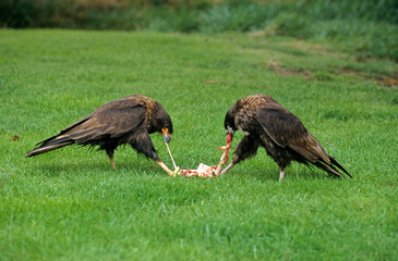 Caracara austral, Caracara de Forster,.Phalcoboenus australis, Striated Caracara, Johnny Rook, Iles Falkland, Malouines