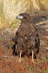 Caracara austral, Caracara de Forster,.Phalcoboenus australis, Striated Caracara, Johnny Rook, Iles Falkland, Malouines
