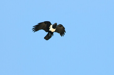 Corbeau pie,.Corvus albus, Pied Crow, Afrique