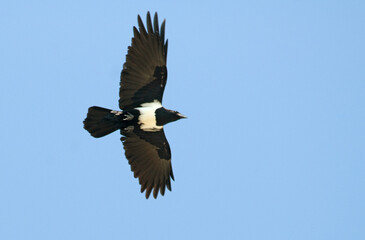 Corbeau pie,.Corvus albus, Pied Crow, Afrique