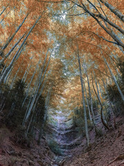 Camins del GR11 🇵🇱 Barranco Turbón