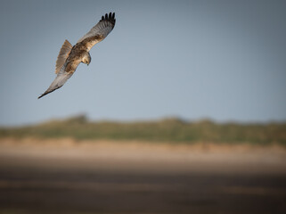 Marsh Harrier Hunting Over Grassland in the Sun