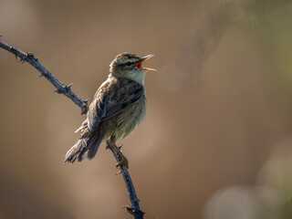 Sedge Warbler Signing Perched on a Branch