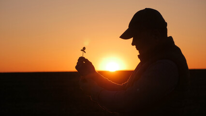 Silhouette of a male farmer studying a plant. Standing in a field at sunset