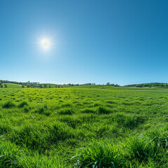 Obraz premium A large, grassy hillside with a bright sun shining on it