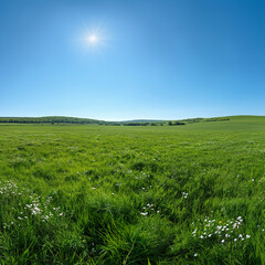 Fototapeta premium A large field of grass with a bright sun shining down on it