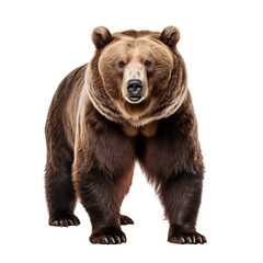 Fototapeta premium Wild brown bear (Ursus Arctos) isolated on transparent background