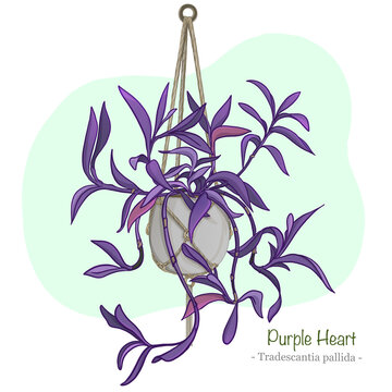 Pruple Heart - hanging indoor Plant - stylized illustration with description text