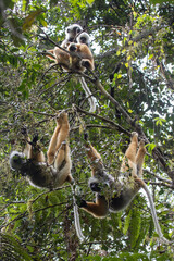 Naklejka premium Diademed Sifaka family in Mantadia national park in Madagascar